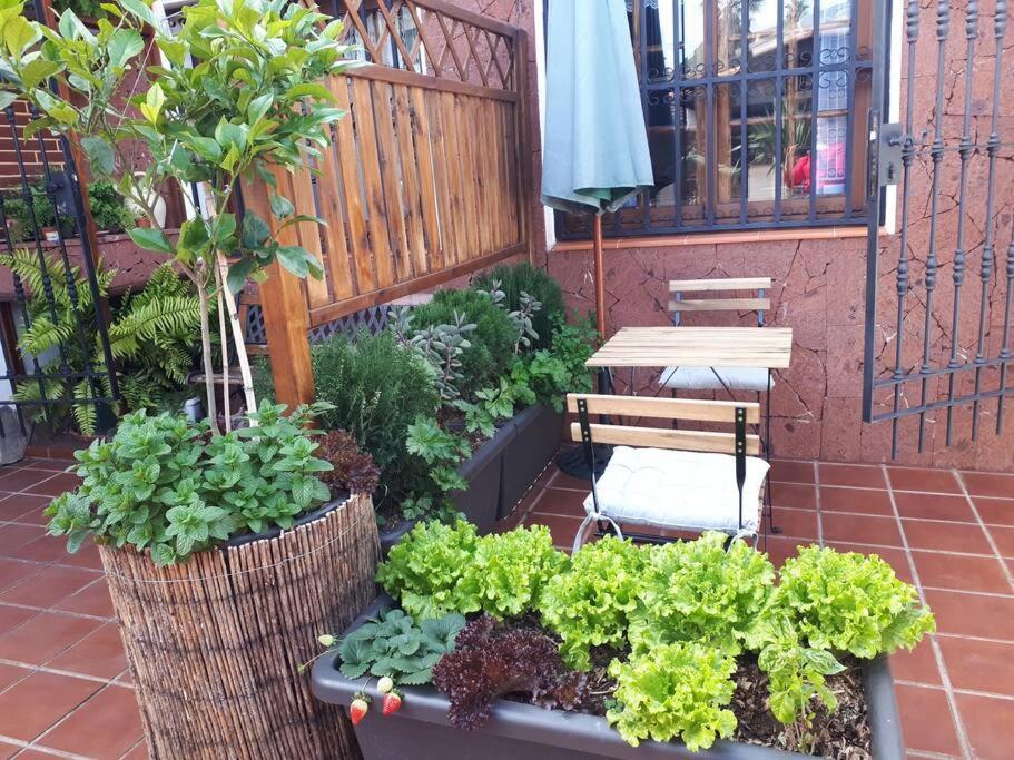 Apartamento Tranquilo En Una Casa Con Jardin Σαν Κριστόμπαλ ντε Λα Λαγούνα Εξωτερικό φωτογραφία