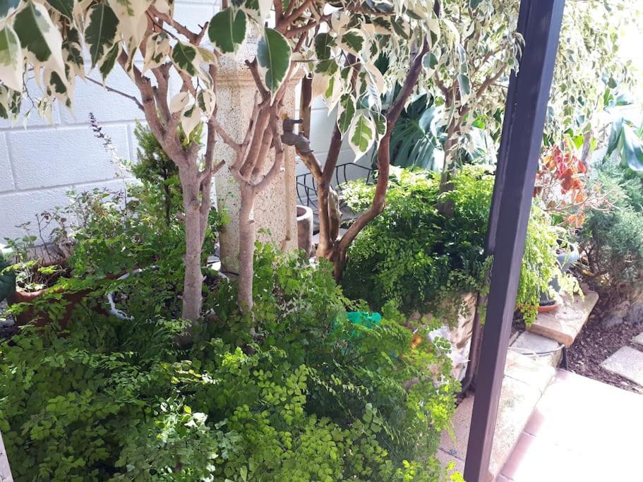 Apartamento Tranquilo En Una Casa Con Jardin Σαν Κριστόμπαλ ντε Λα Λαγούνα Εξωτερικό φωτογραφία